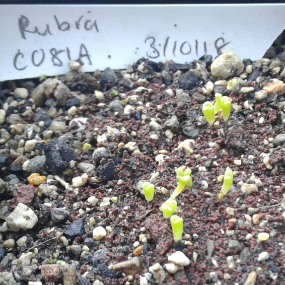 plant image 886882 plant image 886882