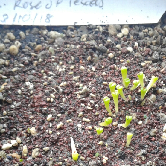plant image 886886 plant image 886886