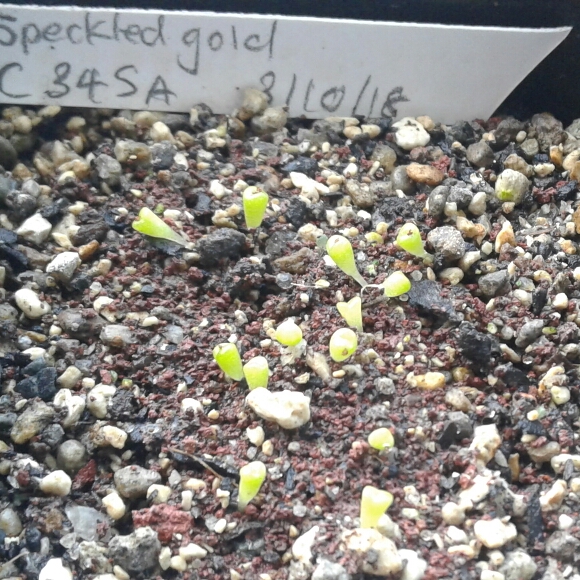 plant image 886889