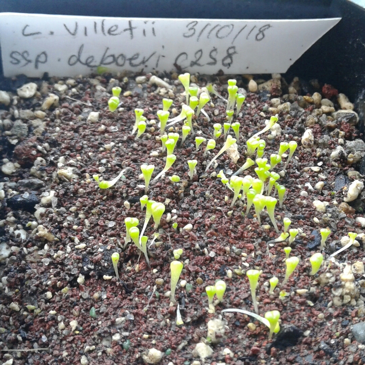 plant image 886891
