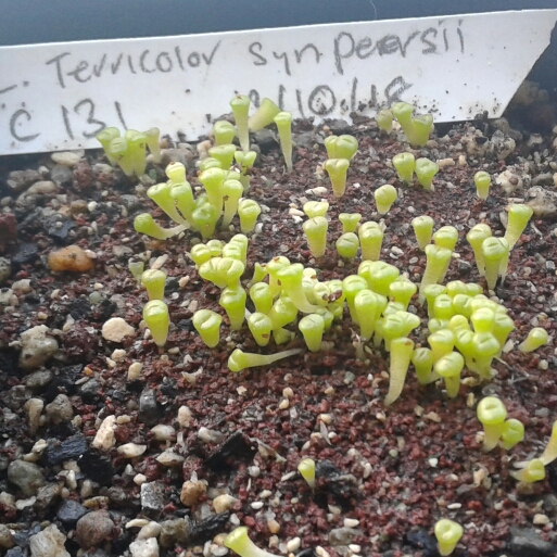 Plant image Lithops Terricolor syn. Peersii C131