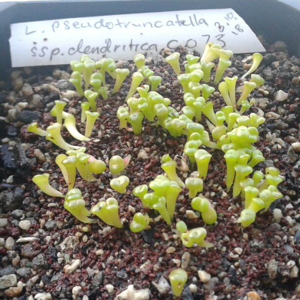 plant image 886898