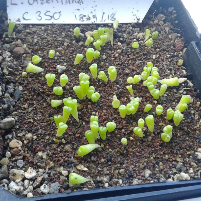 plant image 886911 plant image 886911