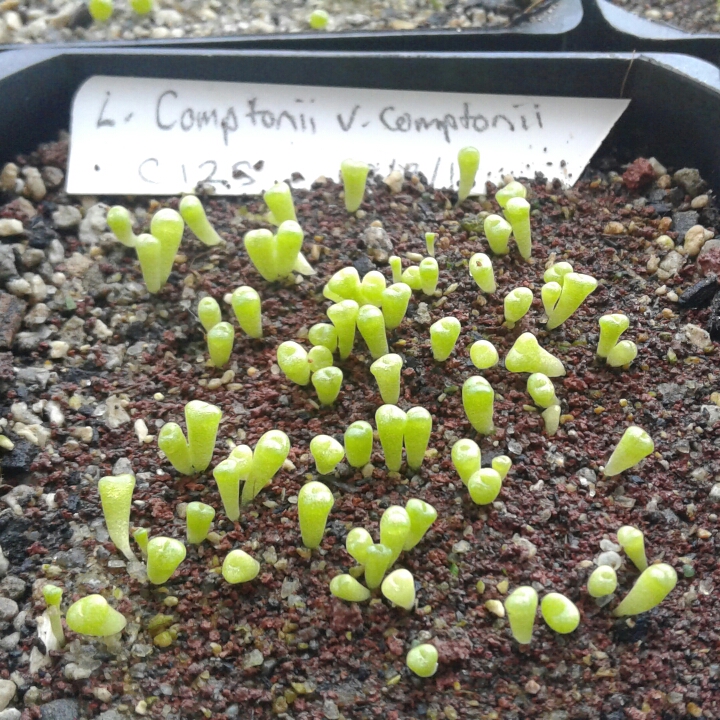 plant image 886916 plant image 886916