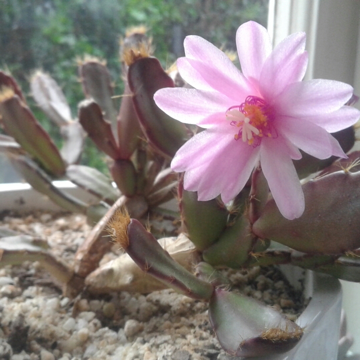 Plant image Rhipsalidopsis rosea