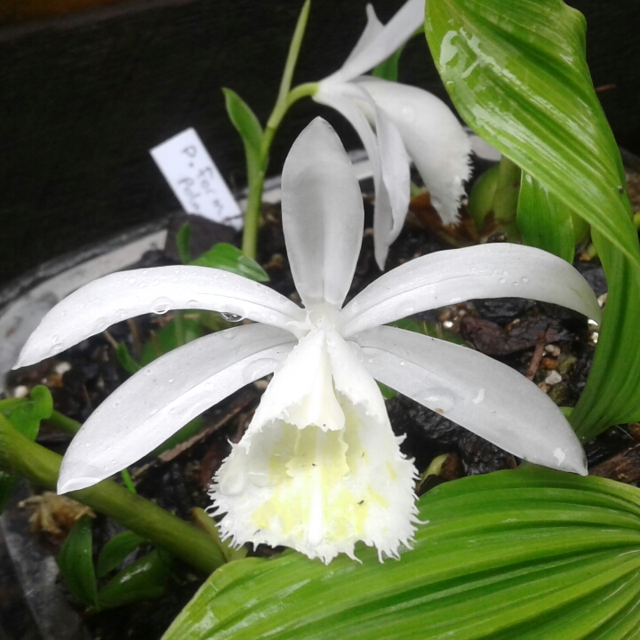 plant image 889956