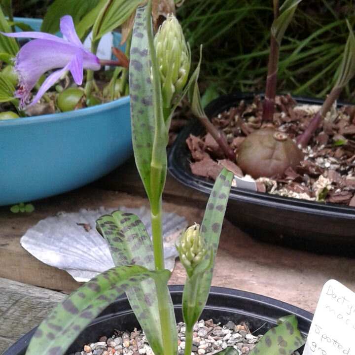 plant image 893076 plant image 893076