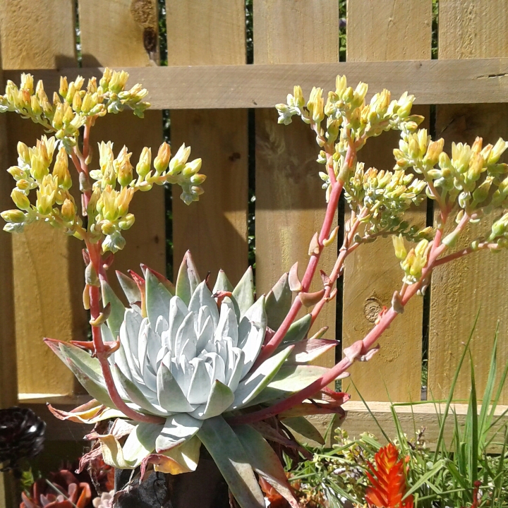 Plant image Dudleya  candida