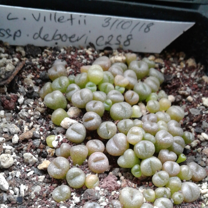 Plant image Lithops Villetii ssp. Deboeri C258