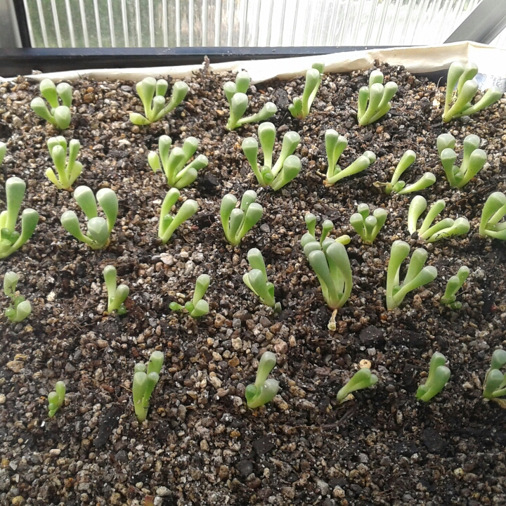 Plant image Fenestraria Rhopalophylla 