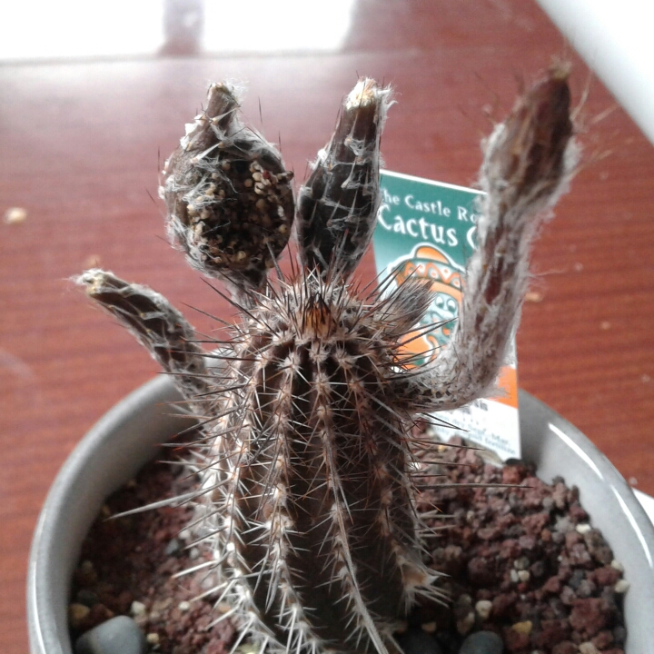 Plant image Echinopsis mirabilis syn. Setiechinopsis mirabilis