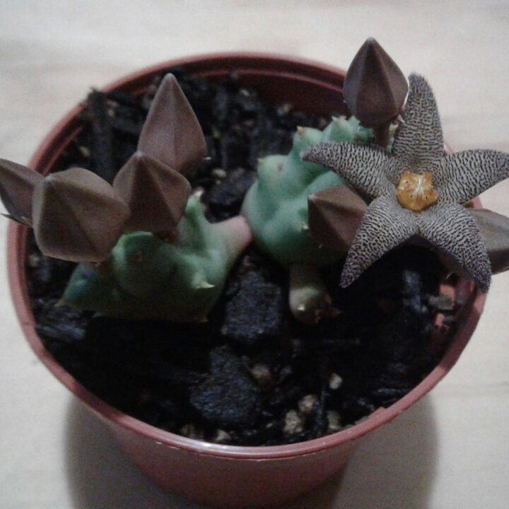 plant image 994642