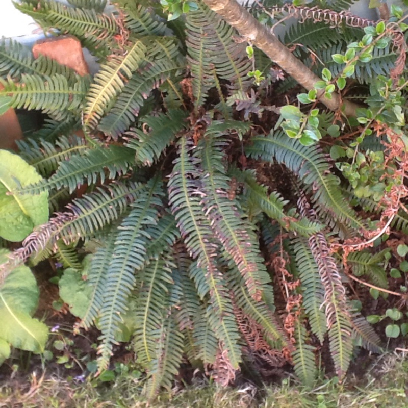 plant image 157454 plant image 157454
