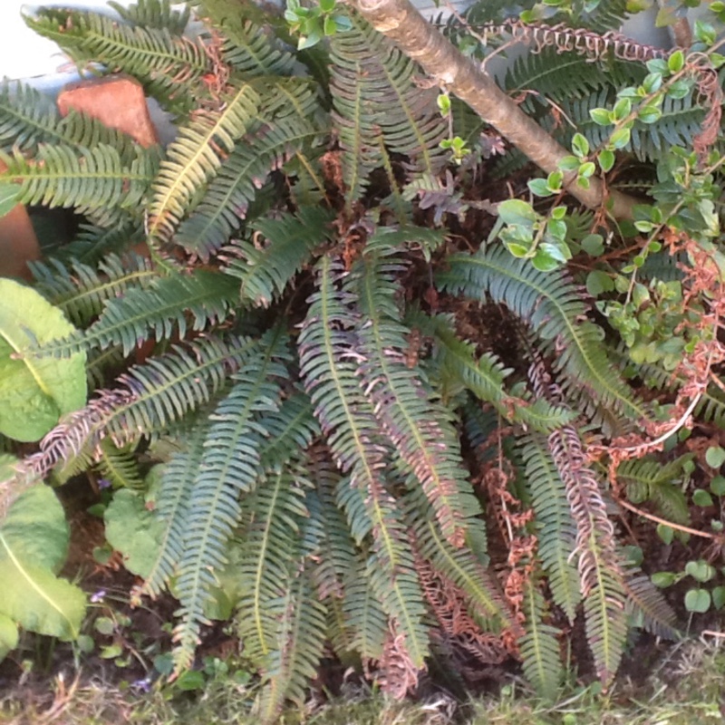 plant image 73497 plant image 73497