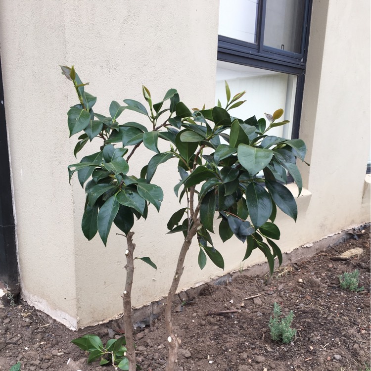 Plant image Camellia japonica 'Tristrem Carlyon' syn. C. x williamsii 'Tristram Carlyon'