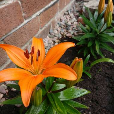 Lily (Species) Orange Lily