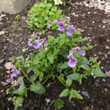 Nemesia