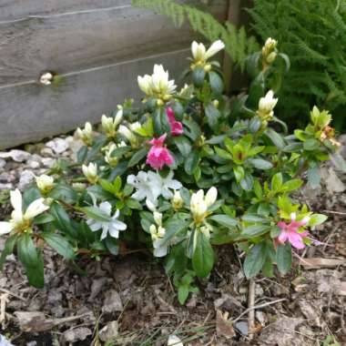 Azalea 'Amoena'