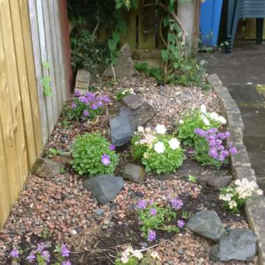 Jordan's garden