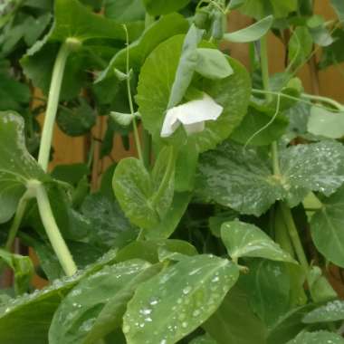 Mange Tout