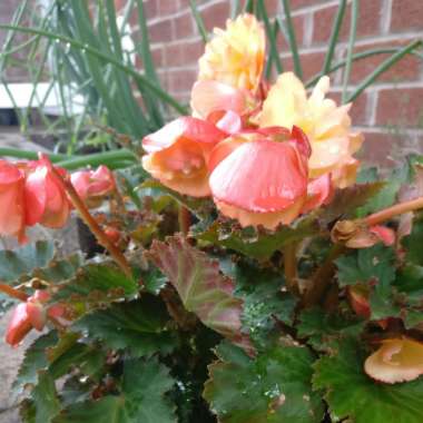 Trailing begonia 'Fragrant Falls Peach'