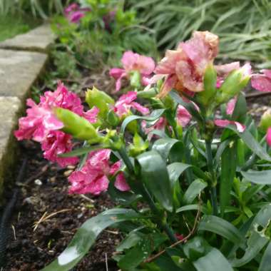 Dwarf Sweet William 'Red-Rose Bicolor'