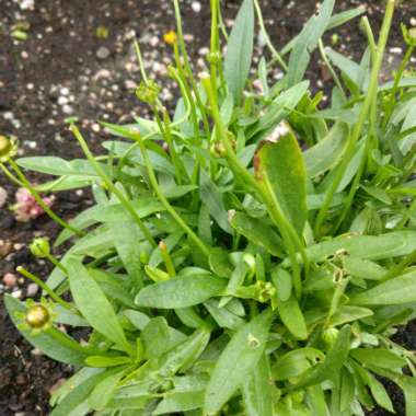 Tickseed 'Presto'