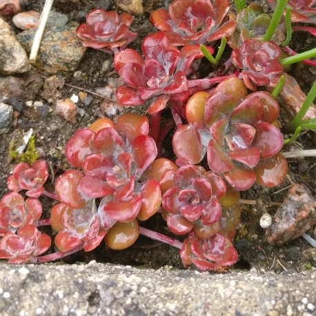 Plant image Sedum spathulifolium 'Carnea'