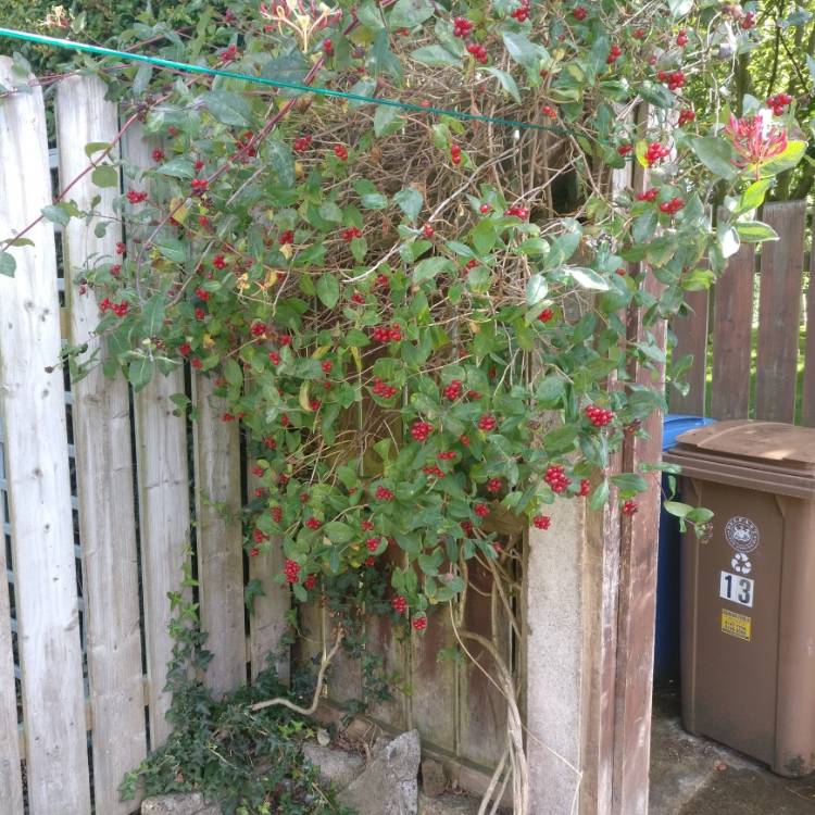 plant image 814186
