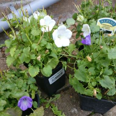 Campanula carpatica 'White Clips'