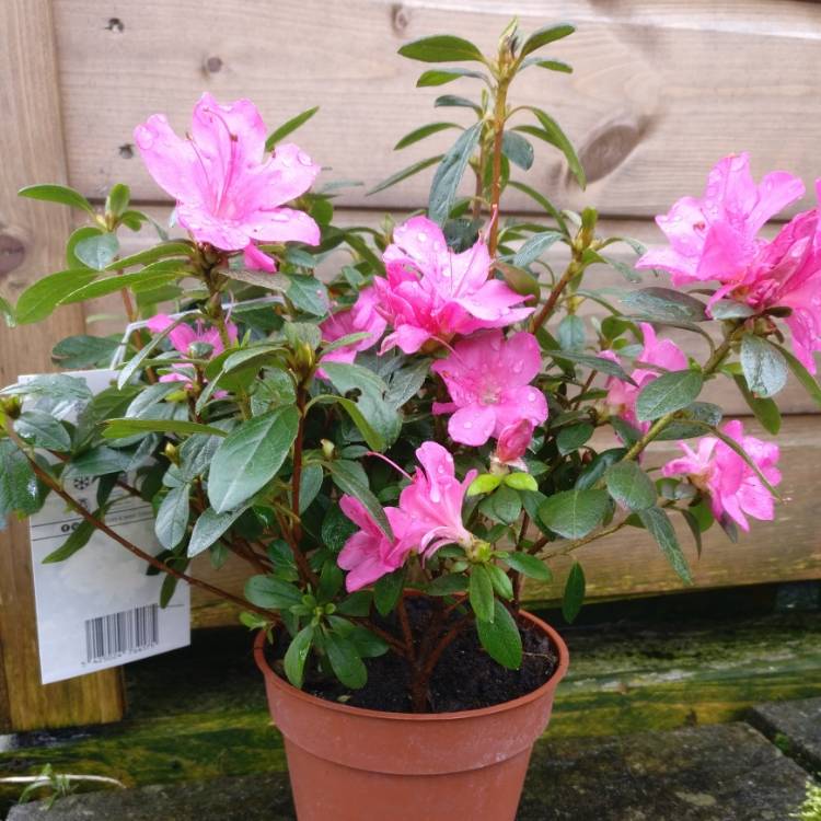 Plant image Rhododendron japonica 'Amoena'