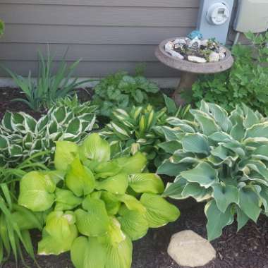 Emily's garden