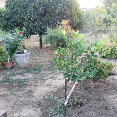 Davide's garden