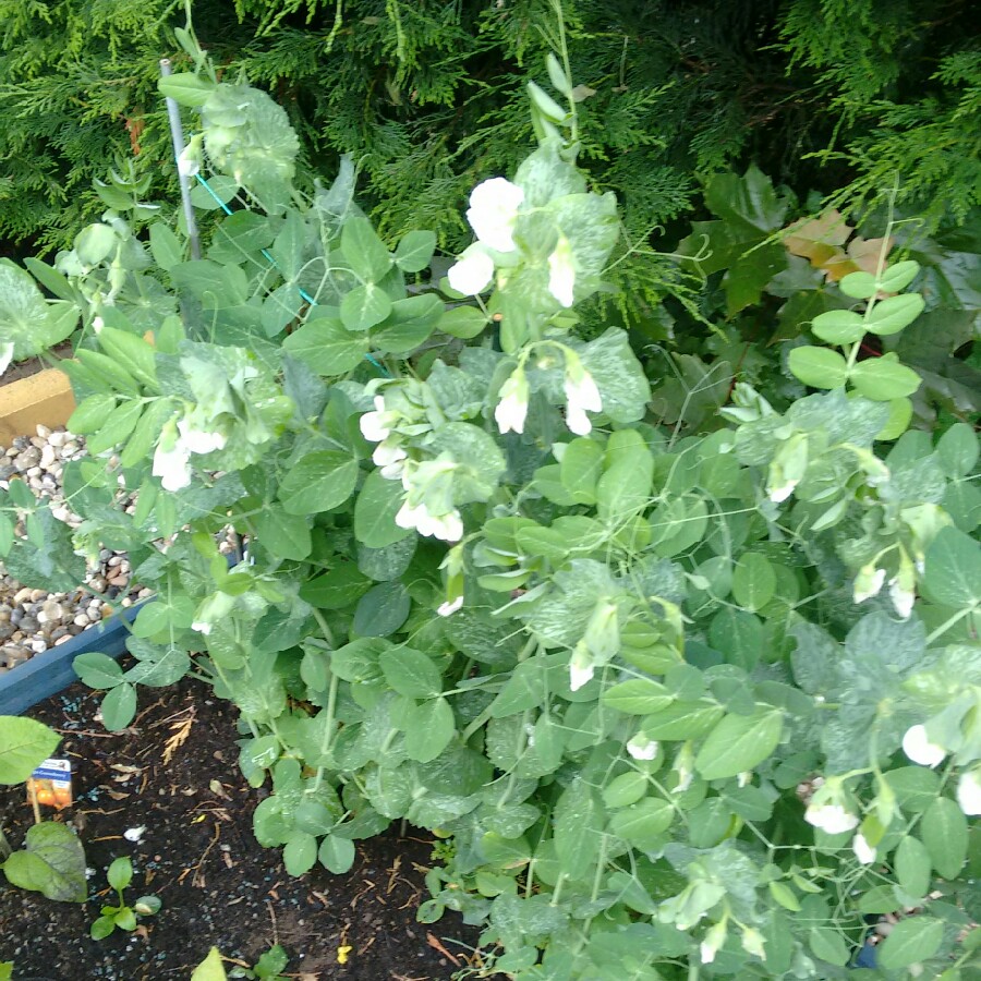 plant image 119033