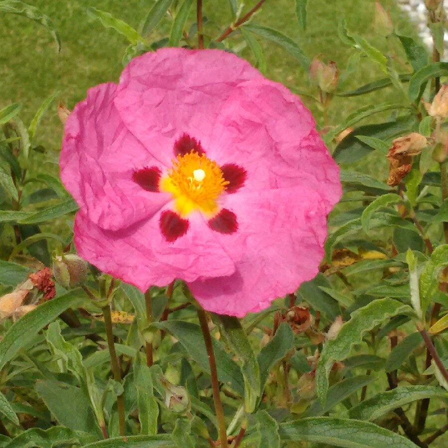 Plant image Cistus x purpureus 'Betty Taudevin'
