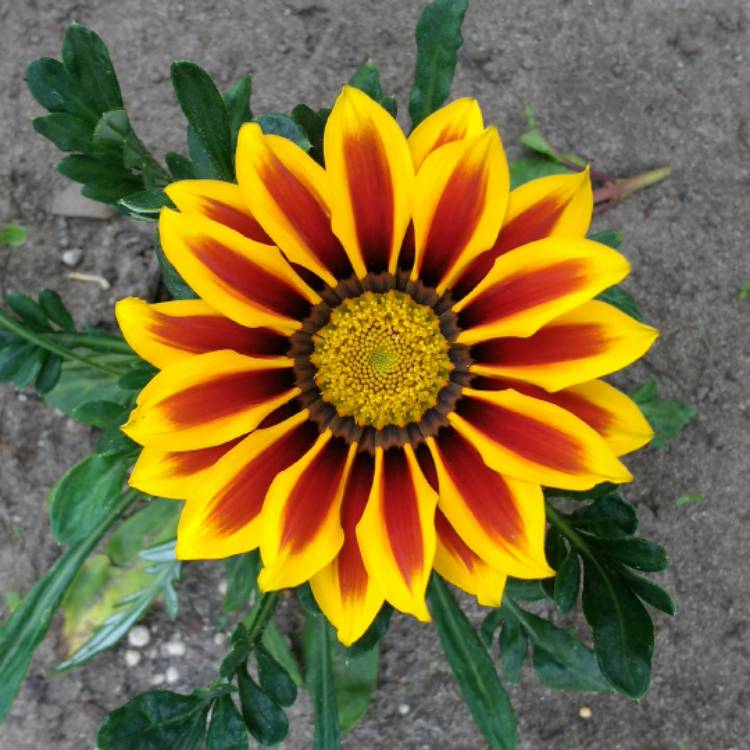 Plant image Gazania 'Daybreak Red Striped'