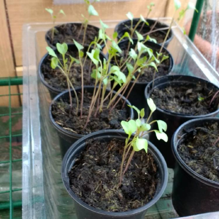 plant image 688966