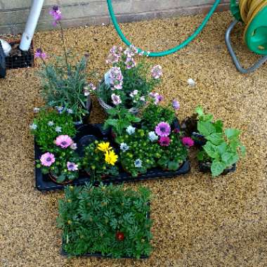Leslie's garden
