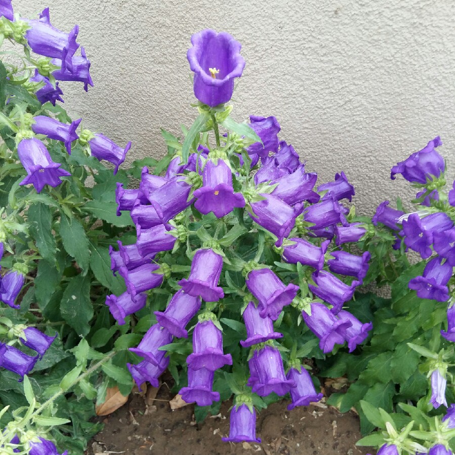 Крапиволистный (Campanula trachelium) 