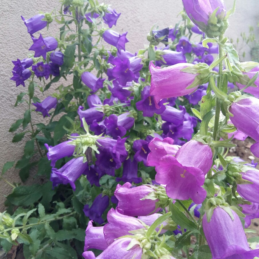 Campanula medium 'Cup and Saucer', Canterbury Bells 'Cup and...