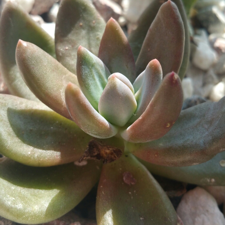 Plant image x Pachyveria