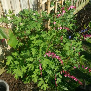 Dicentra Formosa