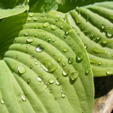 Hosta