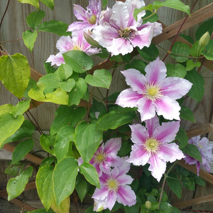 plant image 1078581