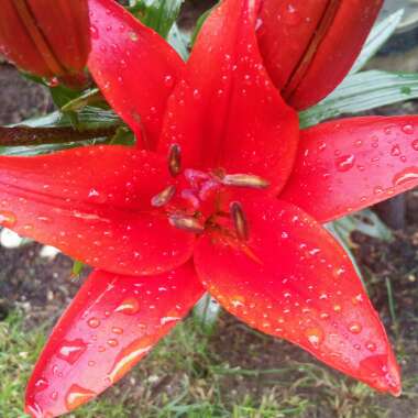 Lilium