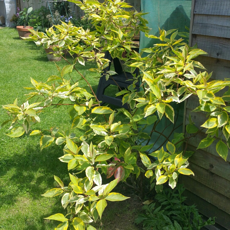 Plant image Cornus alba 'Baton Rouge'