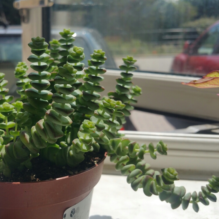 Plant image Crassula rupestris subsp. marnieriana