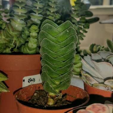 Crassula Kimnachi