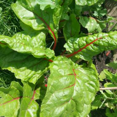 Beta vulgaris subsp. cicla var. flavescens 'Bright Lights'
