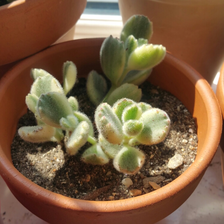 Plant image Cotyledon tomentosa Variegata